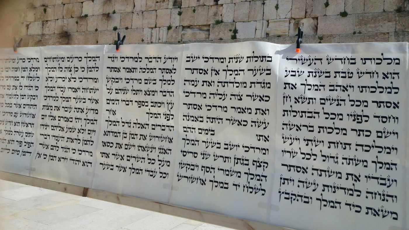 מגילת אסתר הגדולה בעולם הוצבה בכותל המערבי • צפו