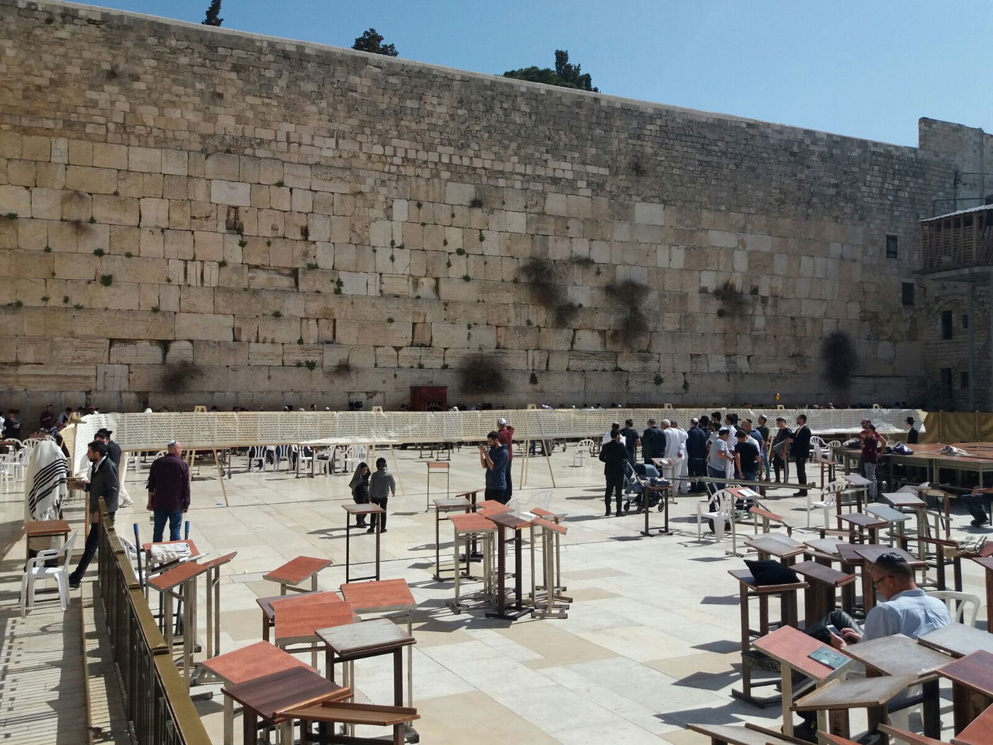 מגילת אסתר הגדולה בעולם הוצבה בכותל המערבי • צפו