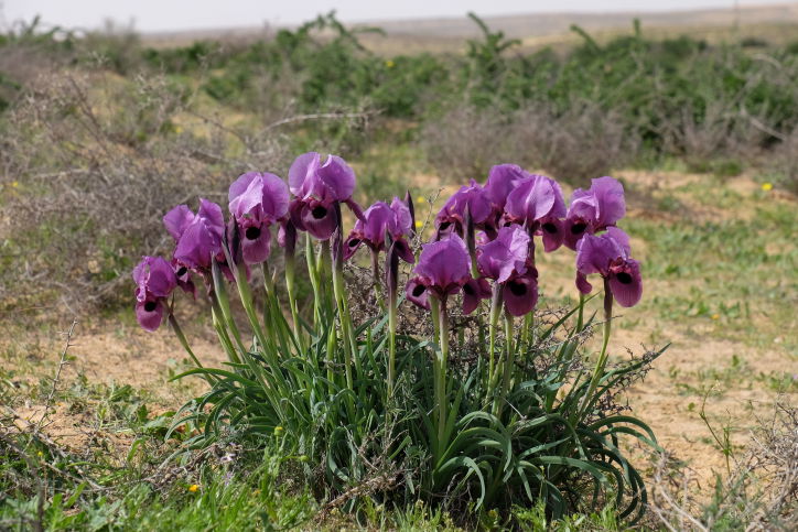 האביב פה? אירוסים ברמת הנגב
