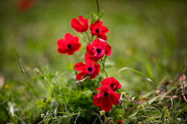כלניות ברמת הגולן