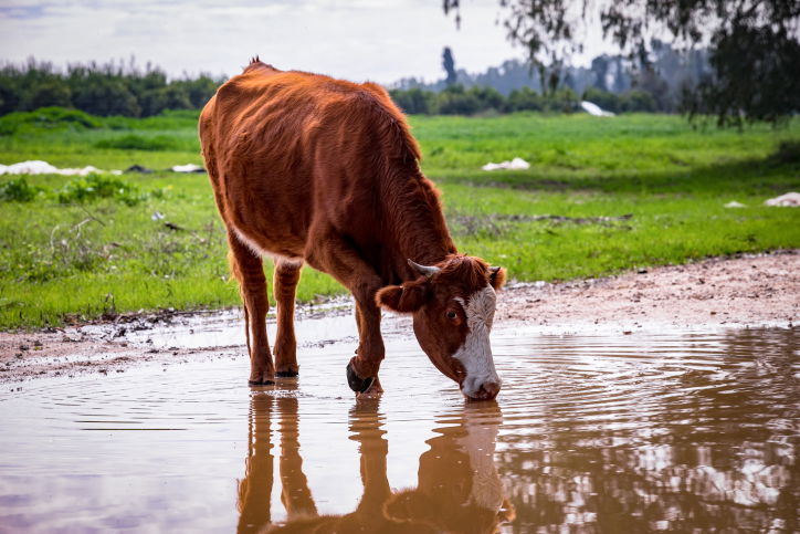 פרה רועה ברמת הגולן