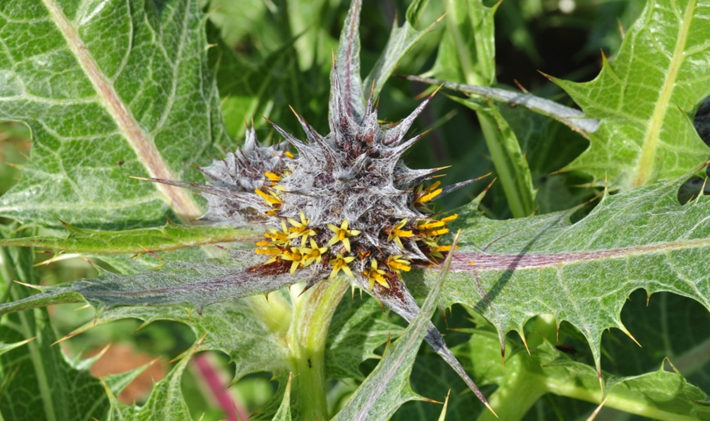 נתפסו 300 ק"ג של צמח 'עכובית הגלגל'