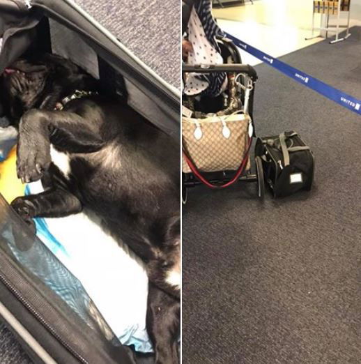 דייל של יונייטד איירליינס הביא למותו של גור כלבים