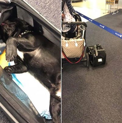 דייל של יונייטד איירליינס הביא למותו של גור כלבים