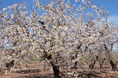 פריחת האביב בגוש עציון