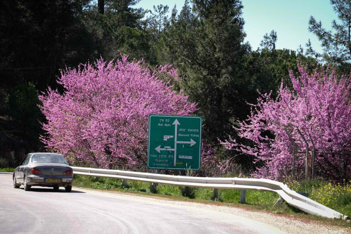 פריחה בגוש עציון
