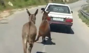 חמור נקשר עם חבל לרכב, הנהג נעצר • צפו