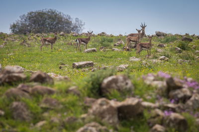 צבאים ברמת הגולן ביום שישי