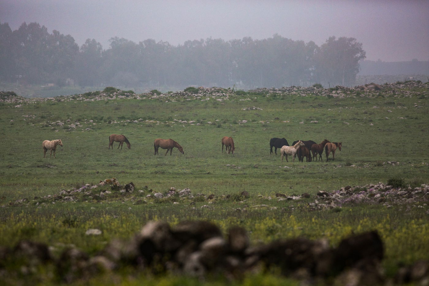 עדר סוסים משתעשע ברמת הגולן • גלריה