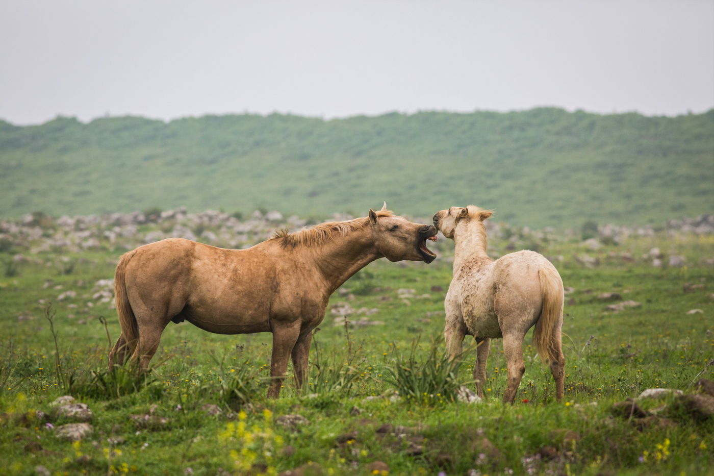 עדר סוסים משתעשע ברמת הגולן • גלריה