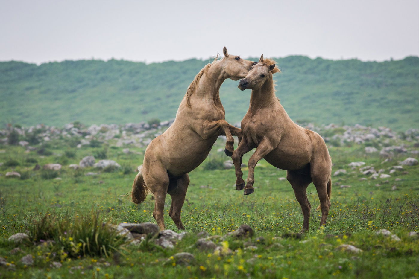 עדר סוסים משתעשע ברמת הגולן • גלריה