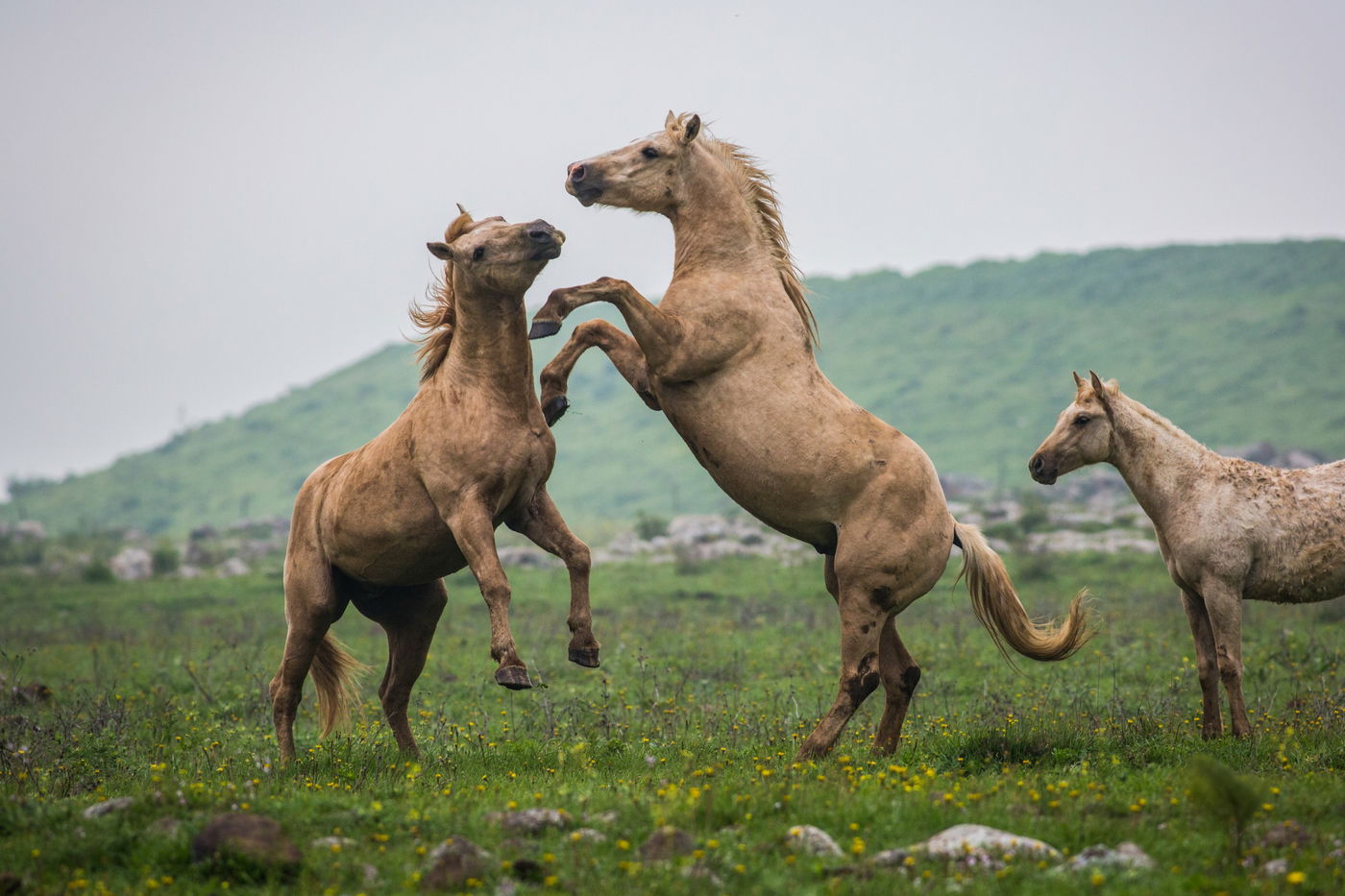 עדר סוסים משתעשע ברמת הגולן • גלריה