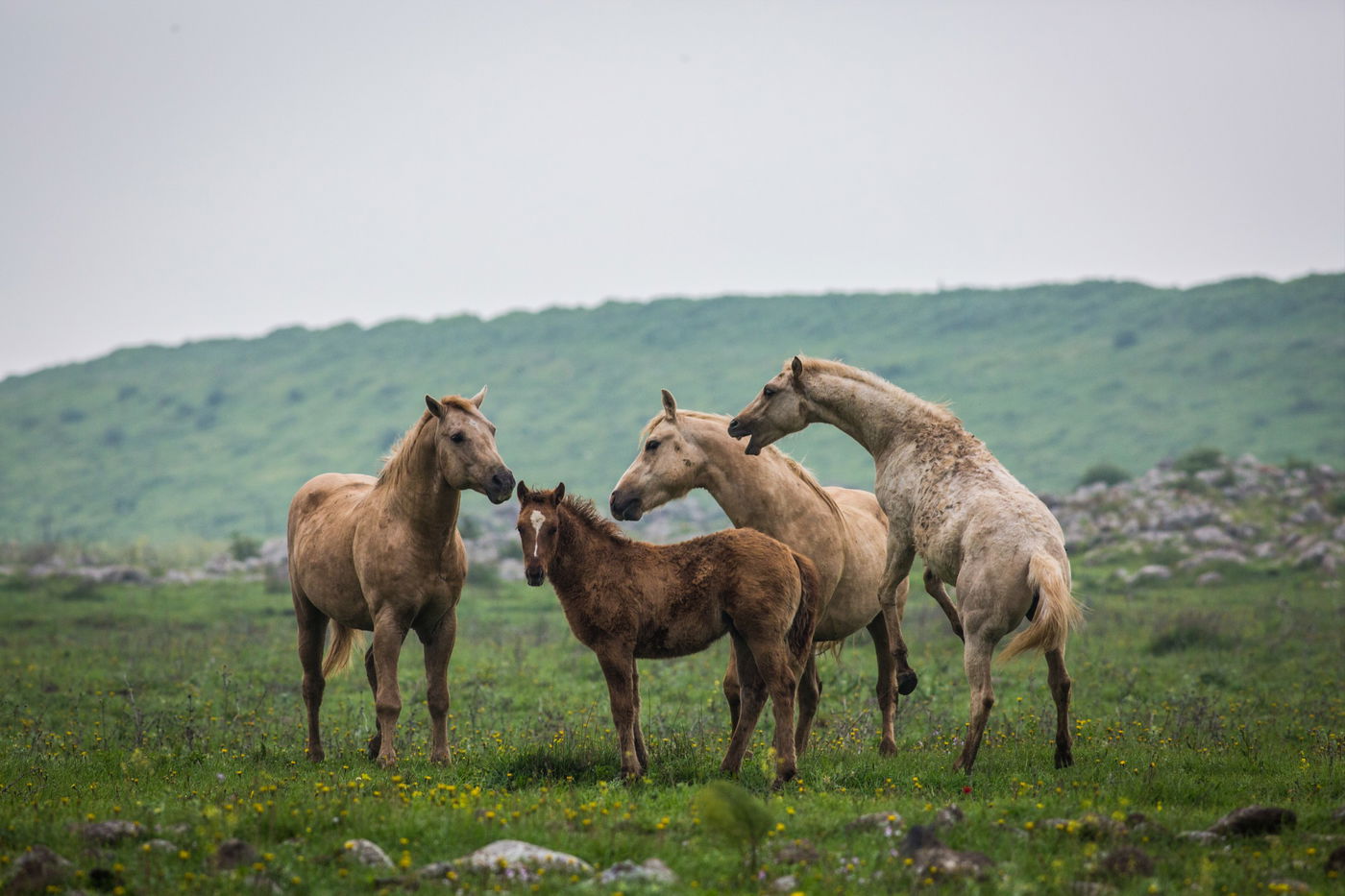 עדר סוסים משתעשע ברמת הגולן • גלריה