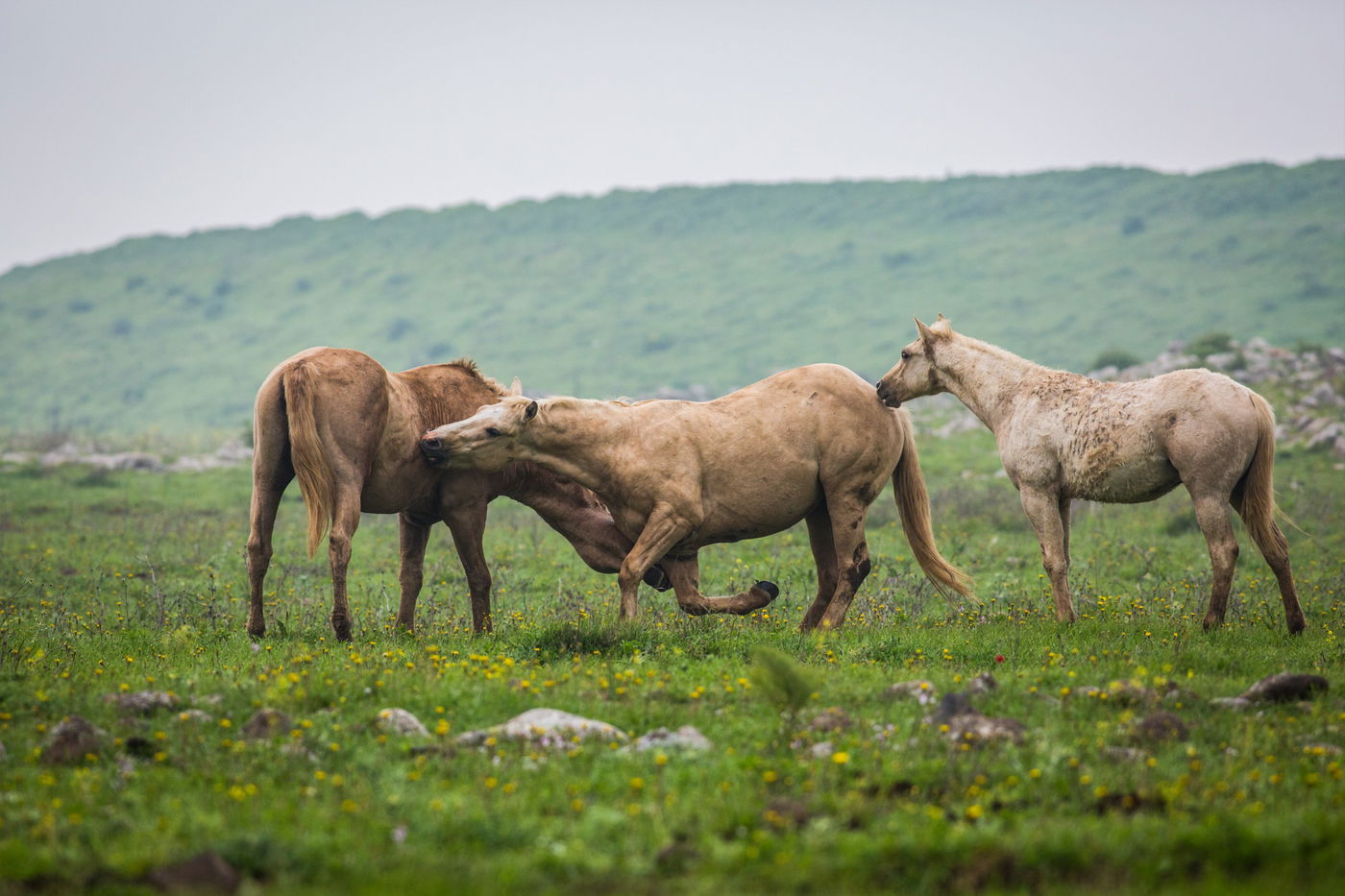 עדר סוסים משתעשע ברמת הגולן • גלריה