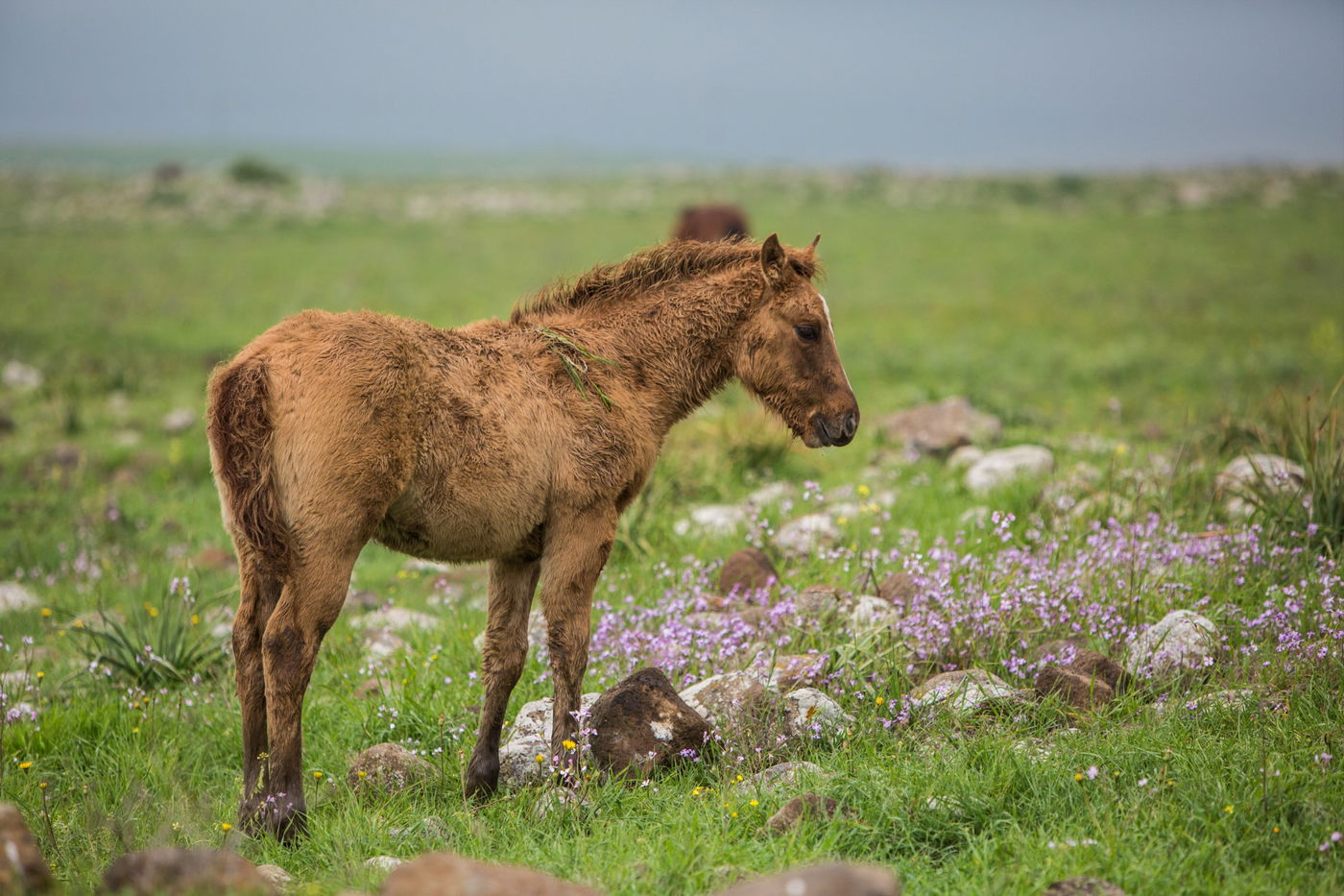 עדר סוסים משתעשע ברמת הגולן • גלריה
