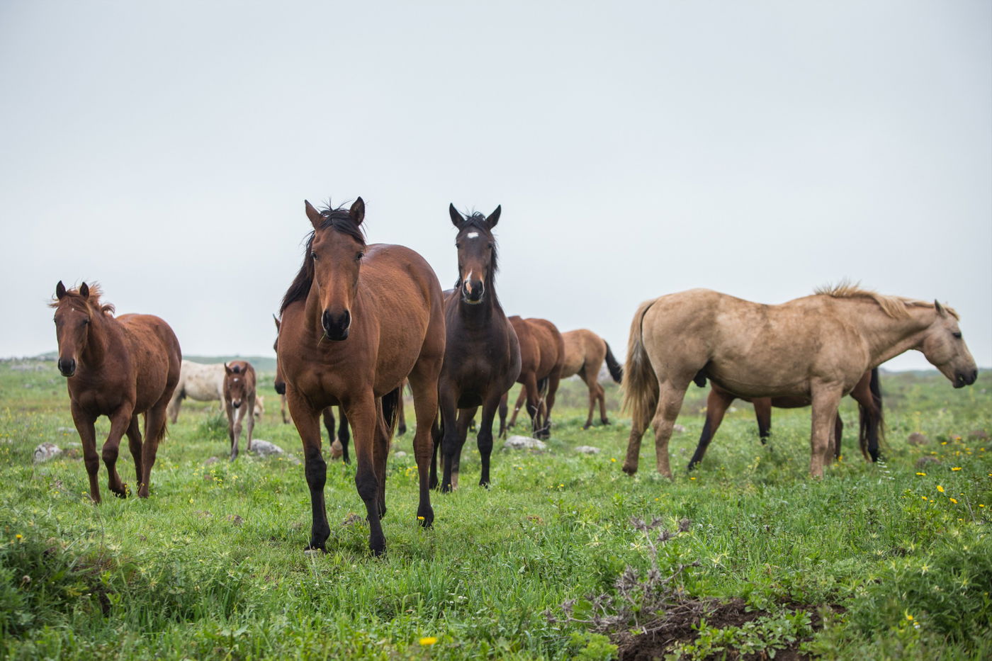 עדר סוסים משתעשע ברמת הגולן • גלריה