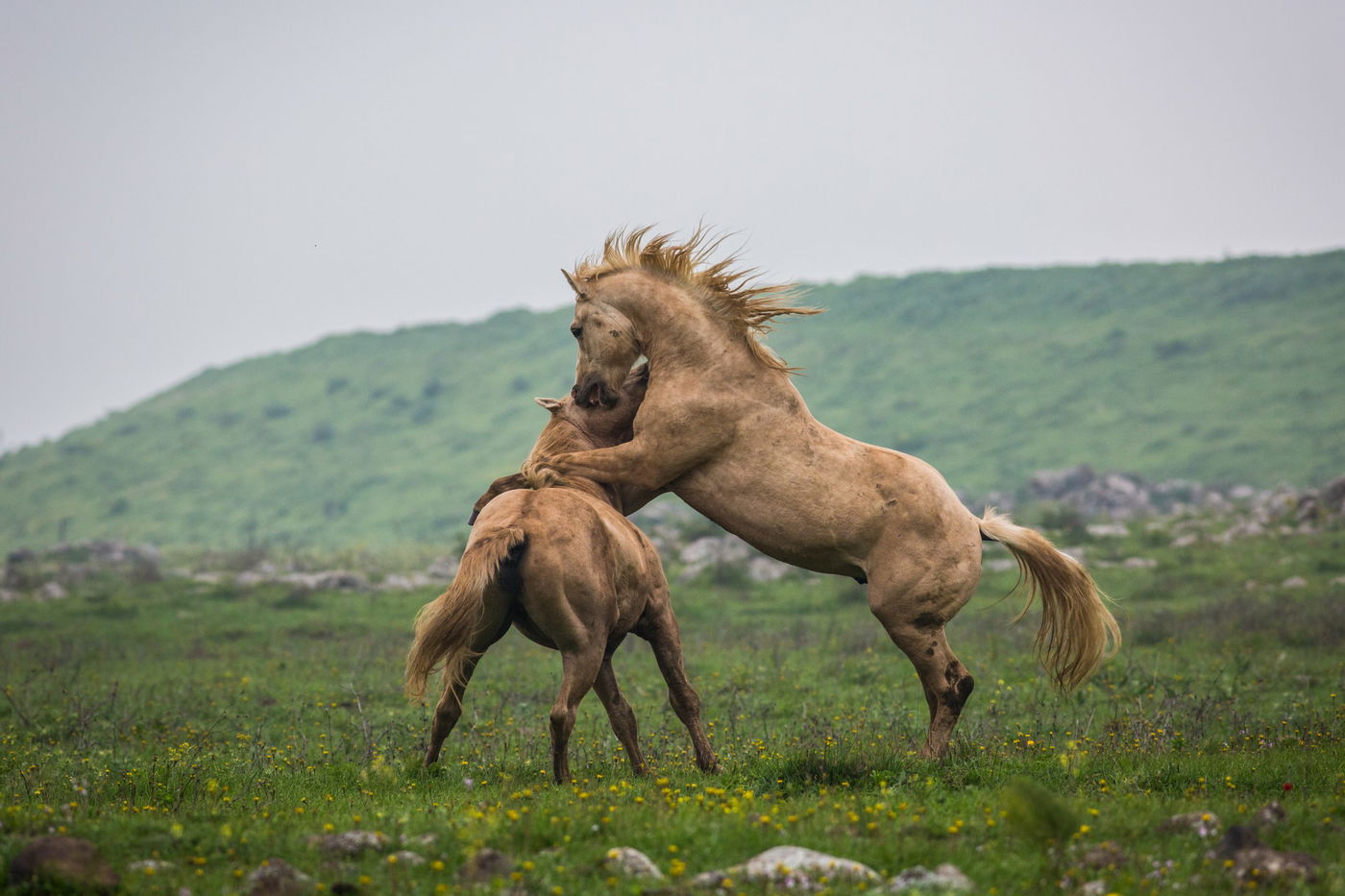 עדר סוסים משתעשע ברמת הגולן • גלריה