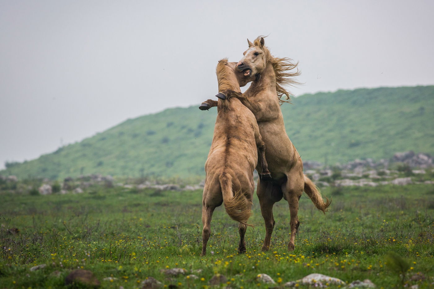 עדר סוסים משתעשע ברמת הגולן • גלריה