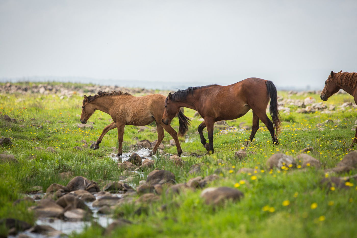עדר סוסים משתעשע ברמת הגולן • גלריה