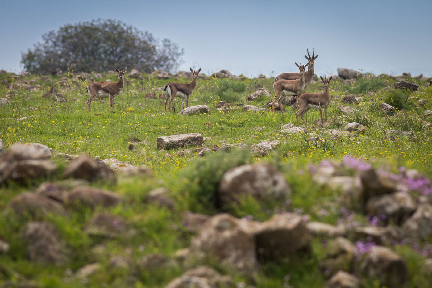 עדר סוסים משתעשע ברמת הגולן • גלריה