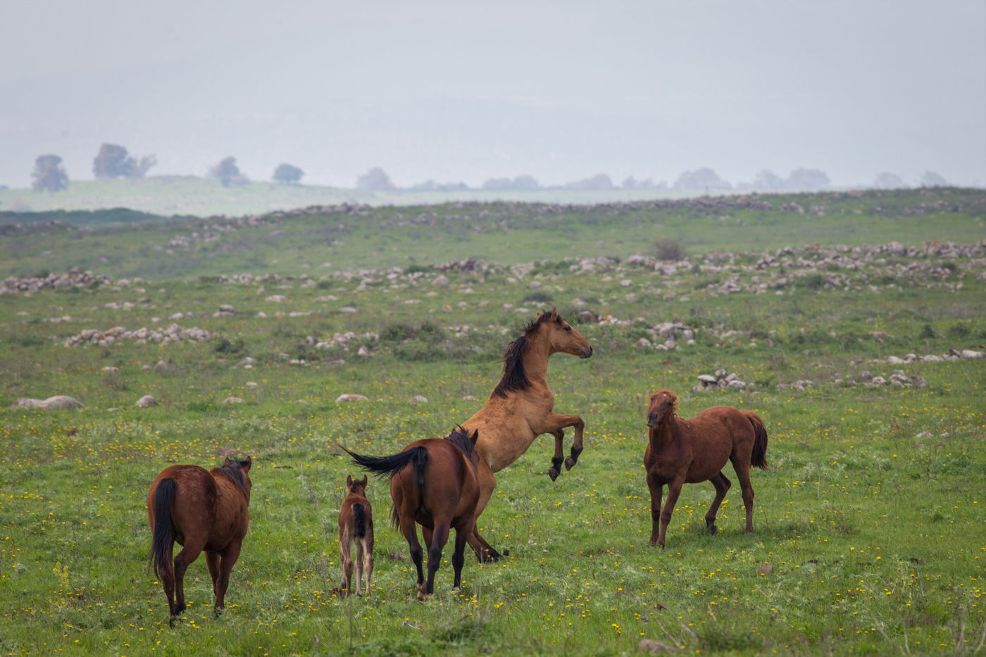 עדר סוסים משתעשע ברמת הגולן • גלריה