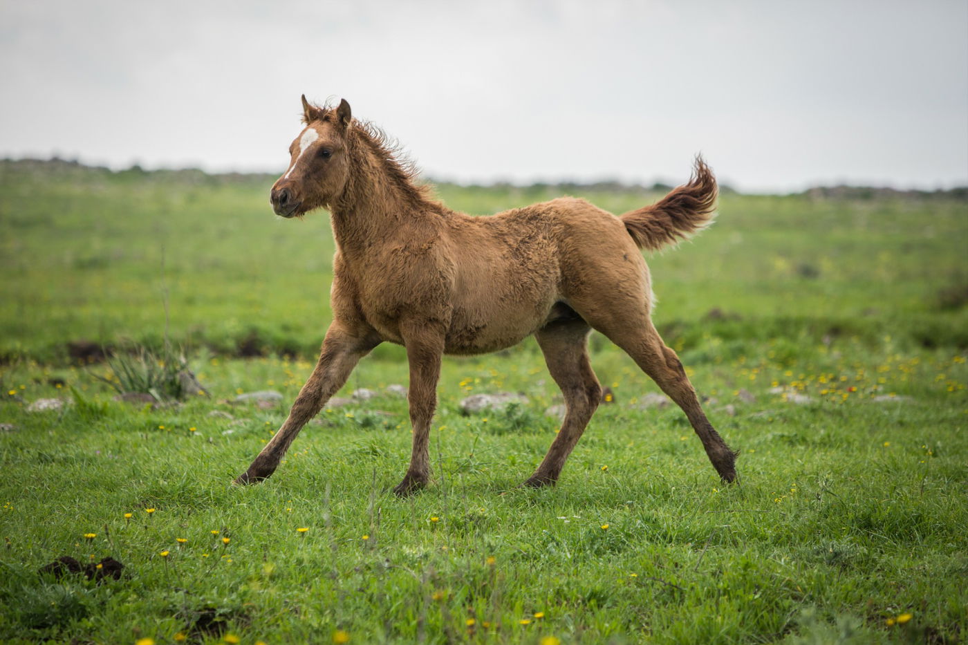 עדר סוסים משתעשע ברמת הגולן • גלריה