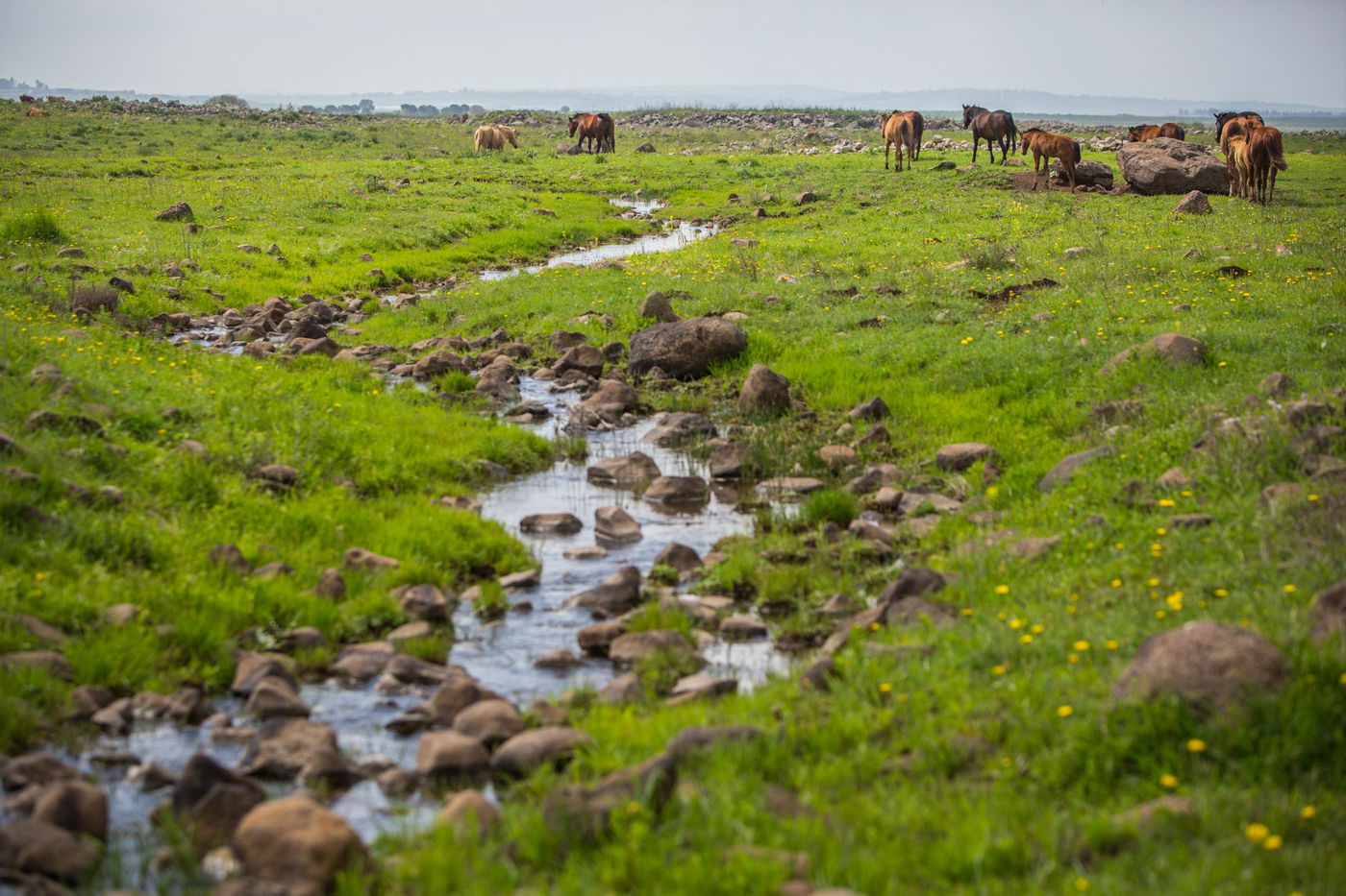 עדר סוסים משתעשע ברמת הגולן • גלריה