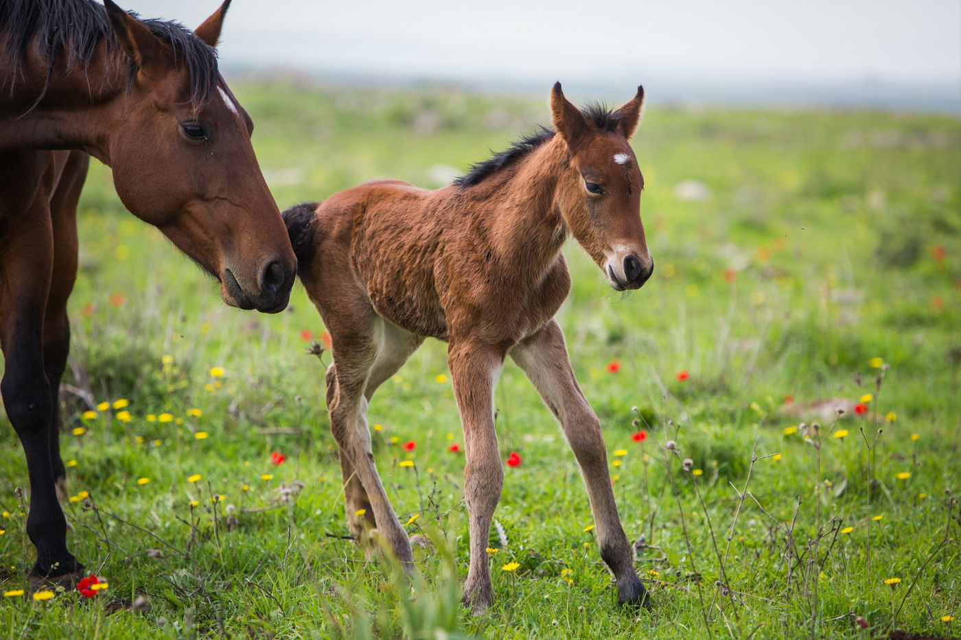 עדר סוסים משתעשע ברמת הגולן • גלריה