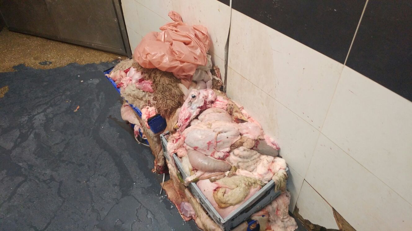 נתפס בשר טרף שהוצג ככשר בכפר הערבי