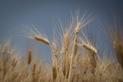 סיפורה של ספירה / הרב ישראל אסולין
