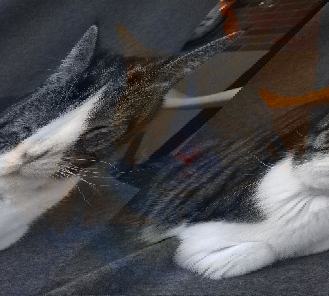 חתול וויראלי: כוכב הרשת לוקה בתסמונת נדירה