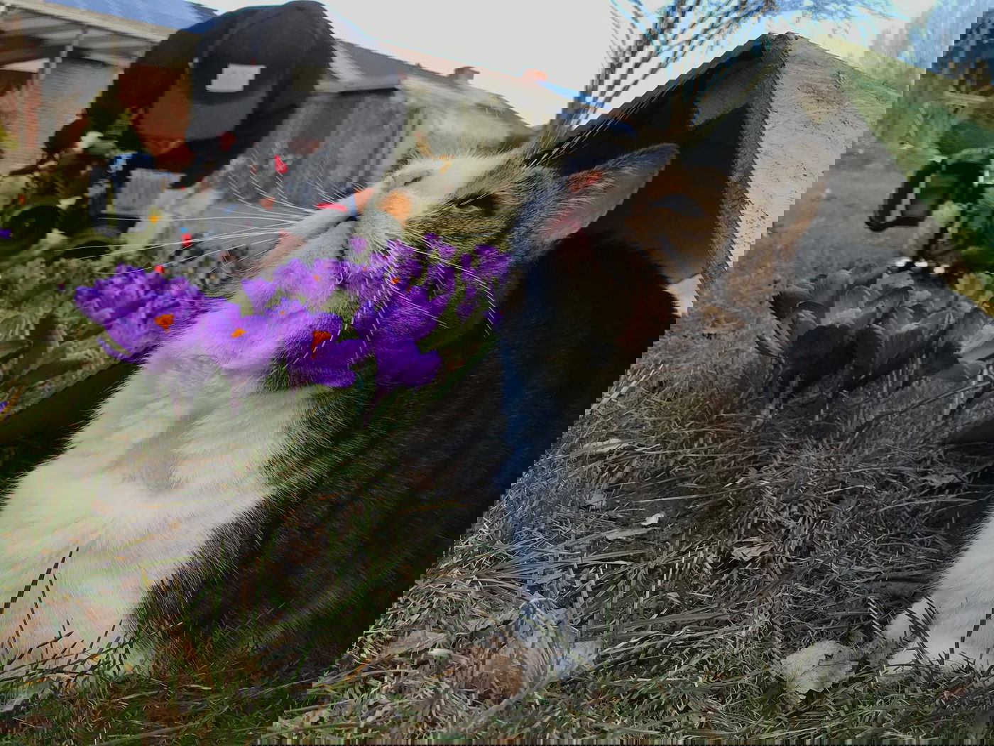 חתול וויראלי: כוכב הרשת לוקה בתסמונת נדירה