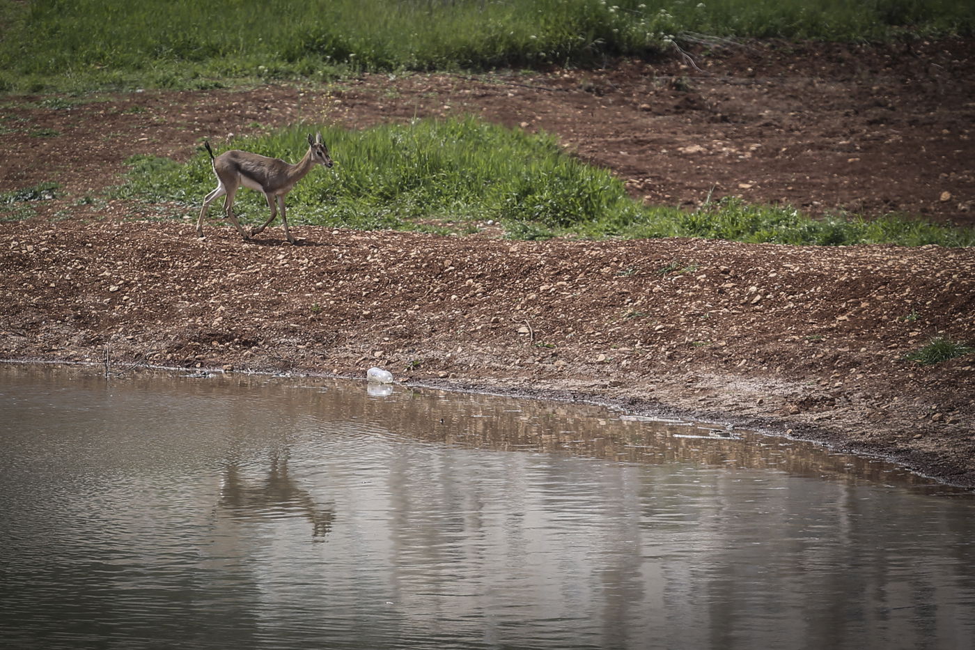 עופר בעמק הצבאים