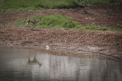 עופר בעמק הצבאים
