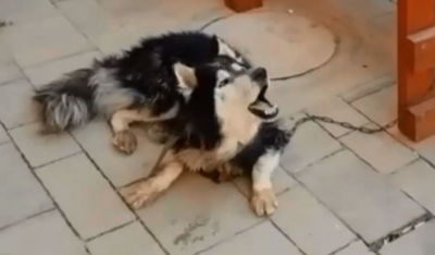 הכלב שאבד התחיל לשיר וכך זוהה • צפו