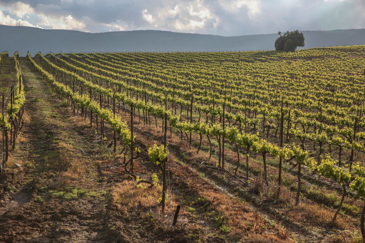 גפנים ליד צפת, אתמול