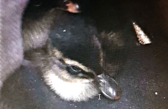 אחד האפרוחים