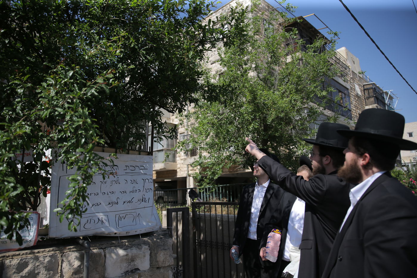 הספקתם לברך על האילנות? הם כבר בירכו