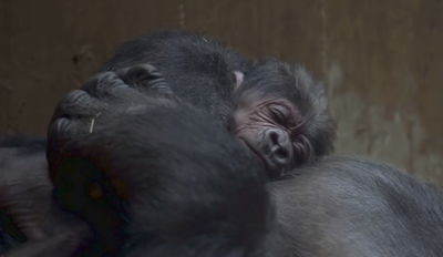 צפו: גור הגורילה זוכה לפינוק ראשון מאימו