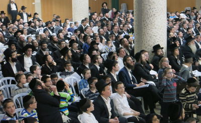 בגלל הדף היומי: מאות אברכים צפו בשחיטת כבש