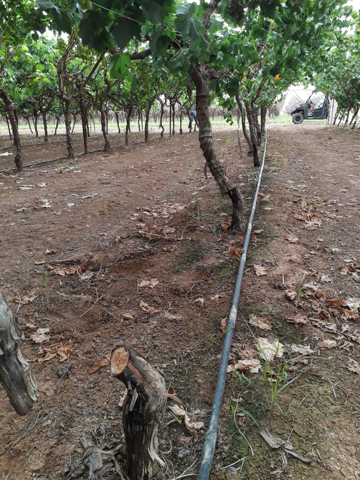 מי השחית וכרת 140 גפנים בבקעת הירדן?