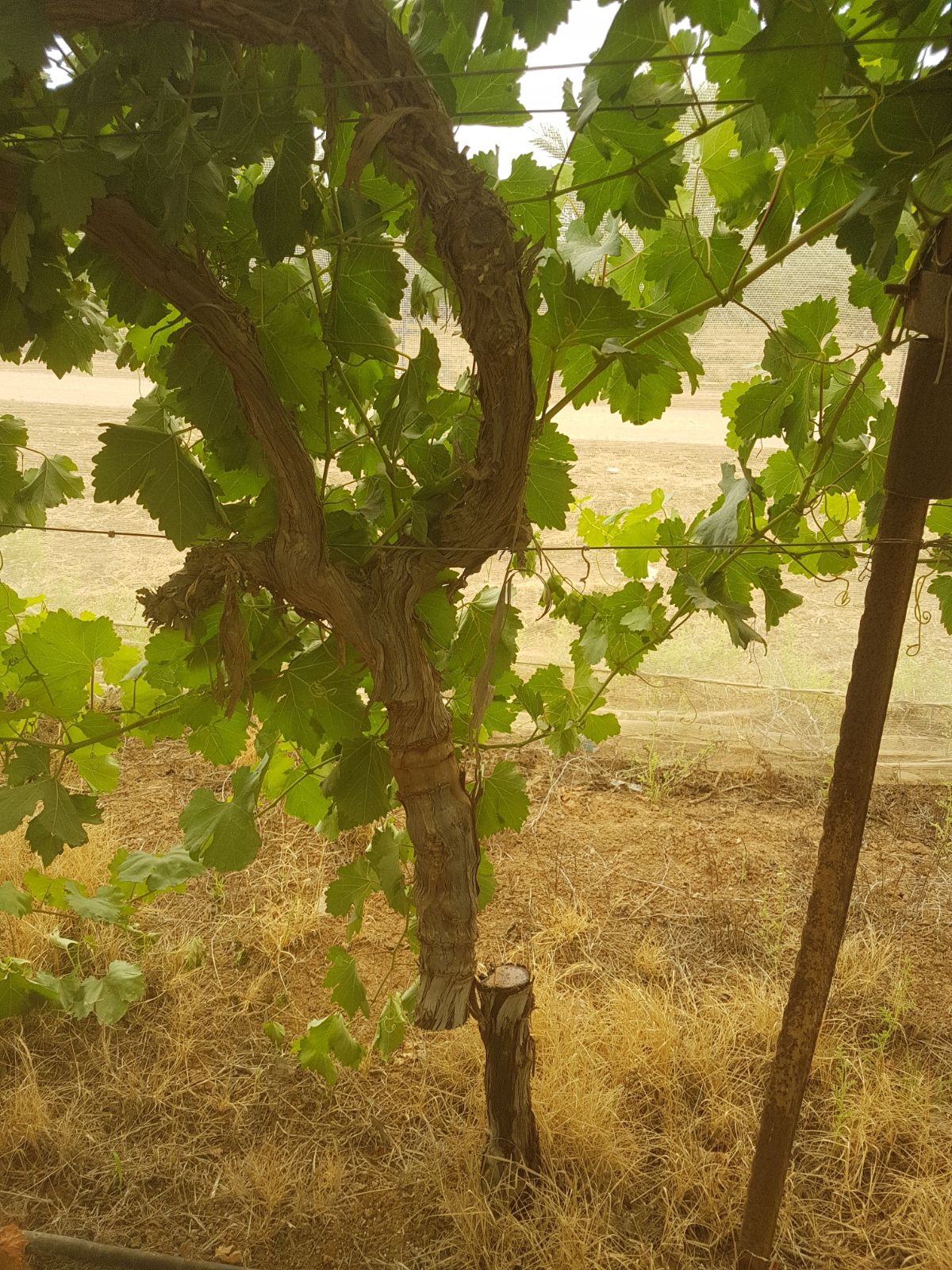 מי השחית וכרת 140 גפנים בבקעת הירדן?