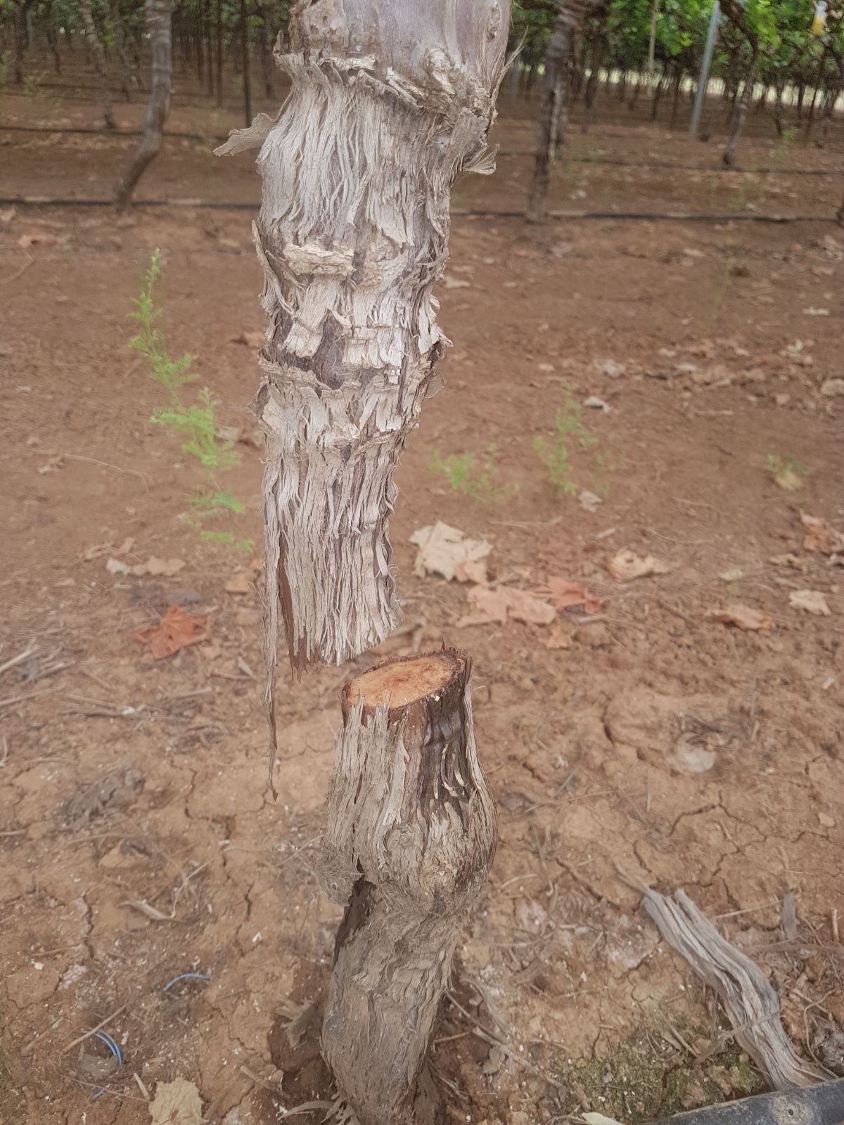 מי השחית וכרת 140 גפנים בבקעת הירדן?