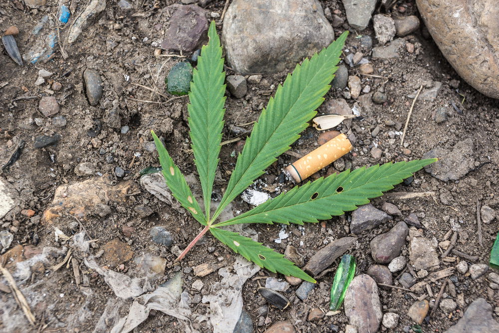 פעוט הכניס לפיו בדל קנאביס והורעל קשות