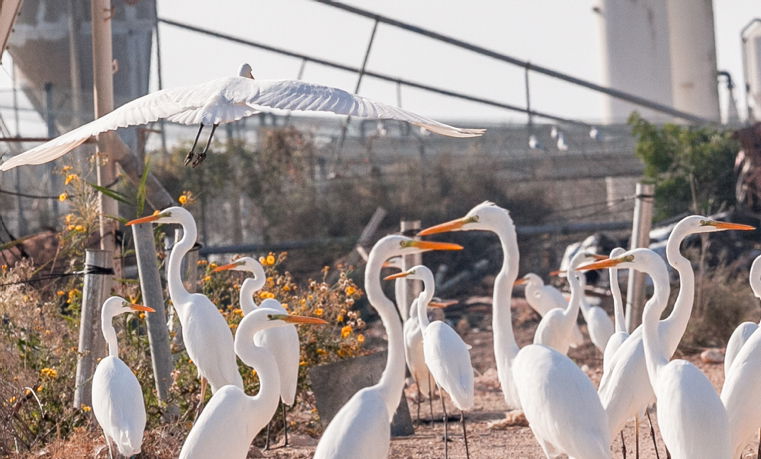 ציפורים במעגן מיכאל