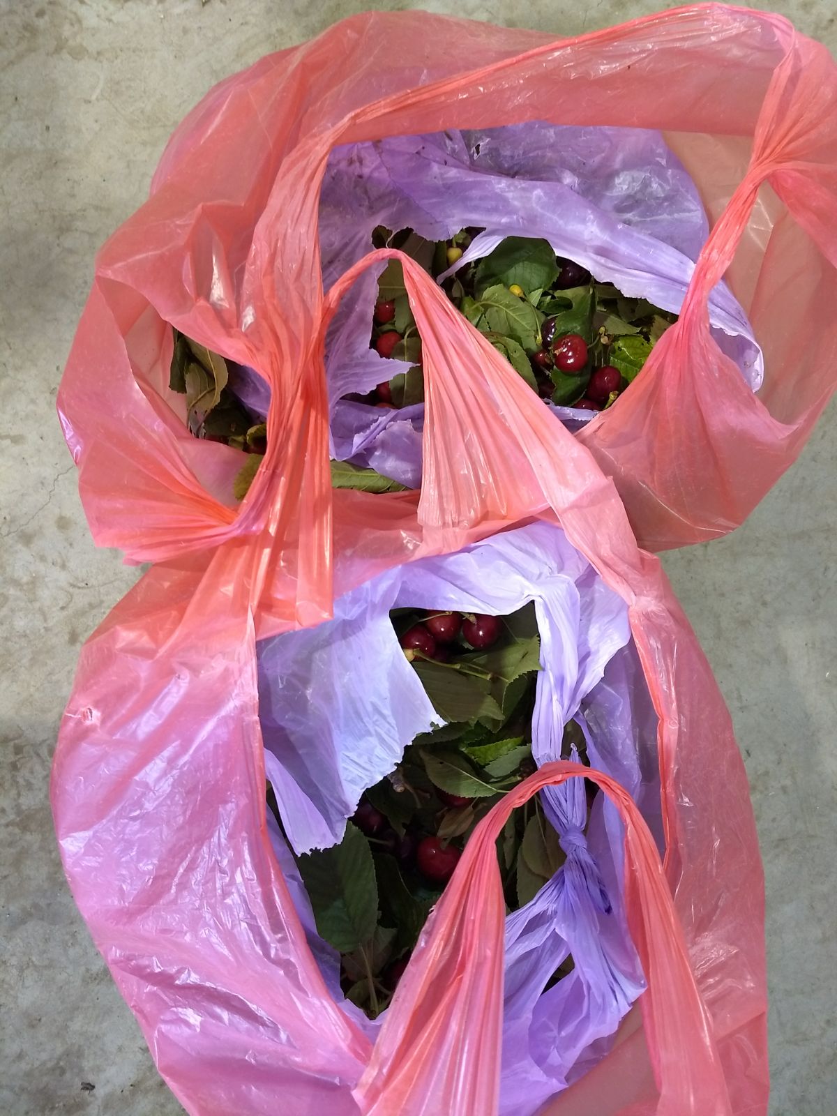 גנבו דובדבנים בעשרות אלפי שקלים ונעצרו