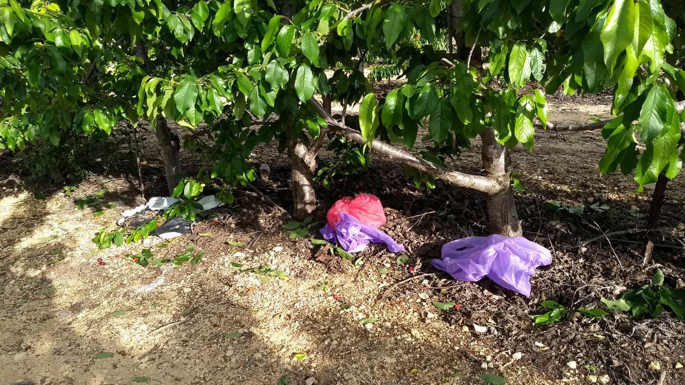 גנבו דובדבנים בעשרות אלפי שקלים ונעצרו