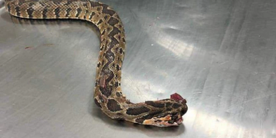 הנחש אחר שנהרג בידי התושבים