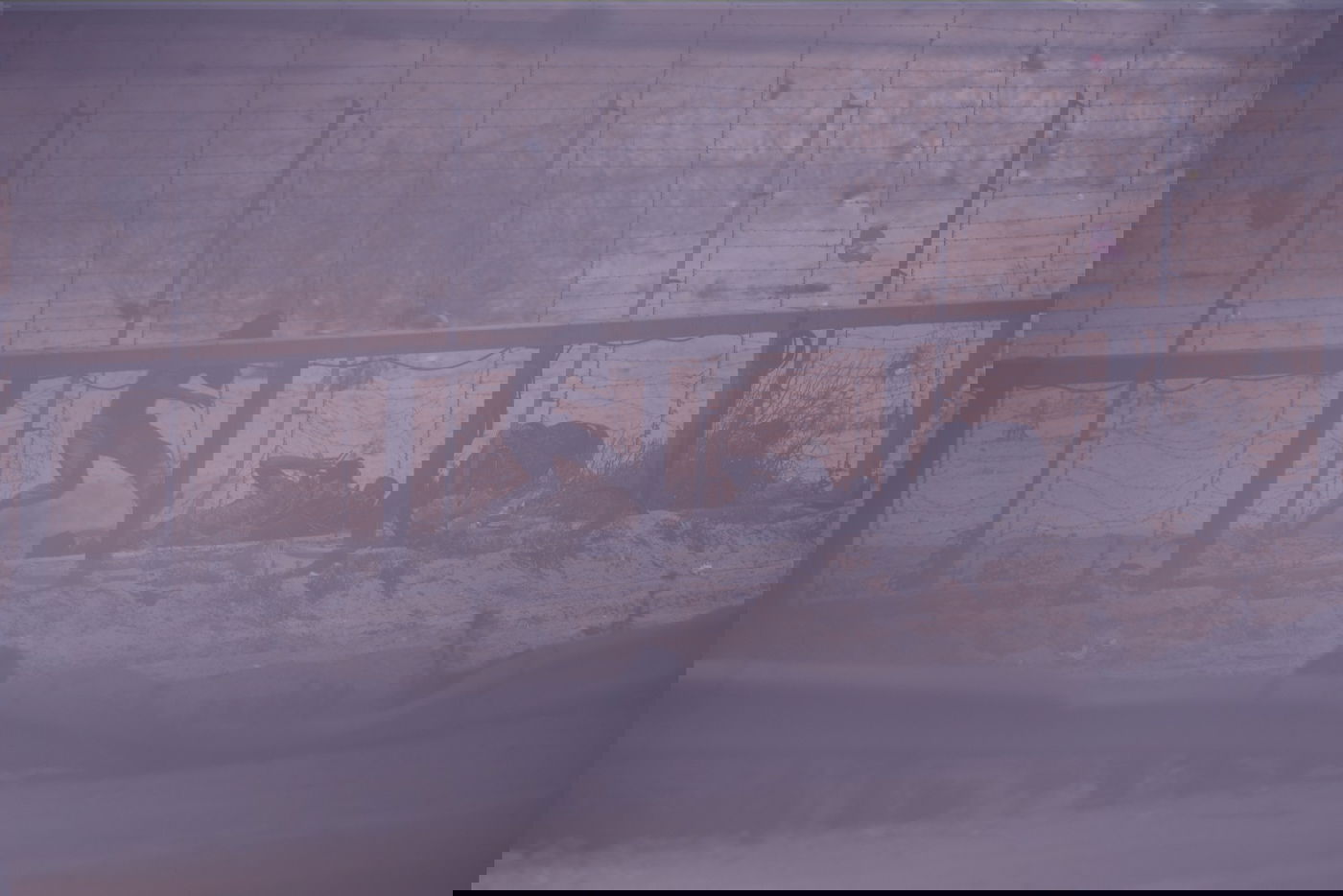 לעיני עשרות אלפי פורעים: צה"ל הפציץ מטרות  טרור בעזה