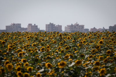 שדה חמניות בגבול ישראל ועזה